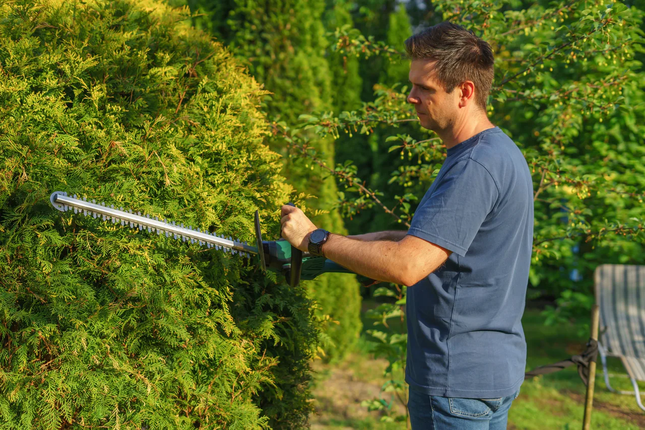 A landscaper trimming a garden hedge